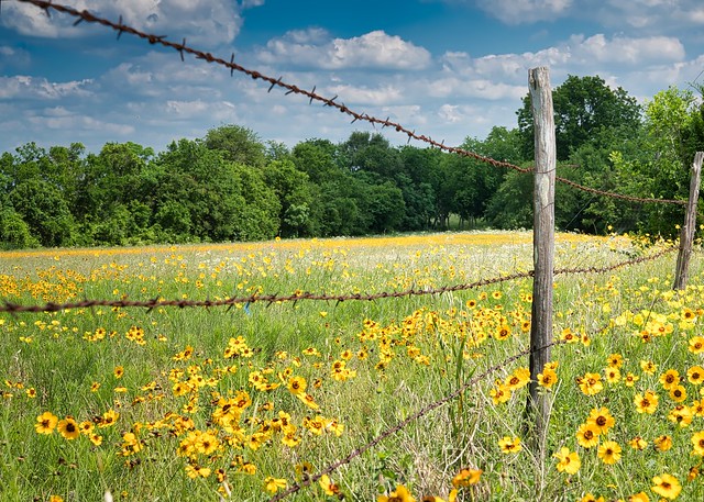 Yellow wildflowers next to a barbed wire fence looking out into a field with blue skies somewhere in Texas.